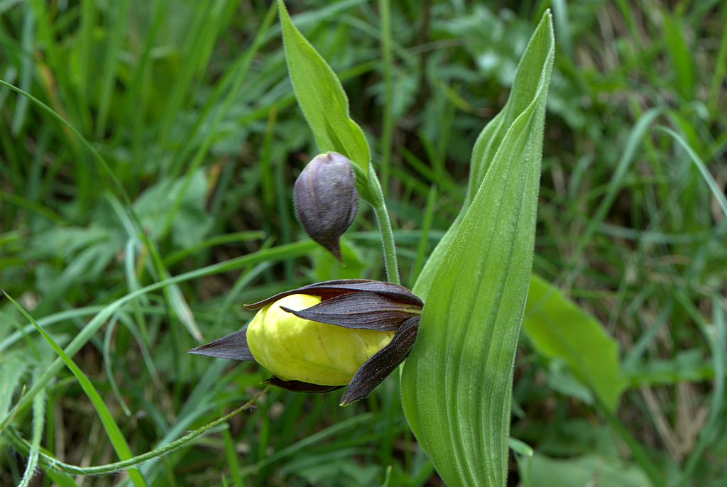 Finalmente Cypripedium calceolus